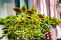 The leaves of the Sun Coleus plant,red and green coleus