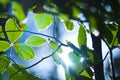 Leaves in sunlight