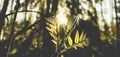 Leaves in sunlight. Vintage Royalty Free Stock Photo