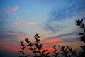 Leaves at sunset colorful background Royalty Free Stock Photo