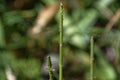 The leaves of a swan plant are just starting to regrow after the plants have been stripped by hungry caterpillars