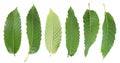 Leaves of sweet chestnut tree isolated on white background. Top view. Flat lay Royalty Free Stock Photo