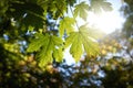 Leaves of a sycamore maple, Acer Pseudoplatanus in late summer with backlight Royalty Free Stock Photo