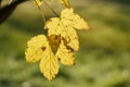 Leaves of a sycamore maple Acer pseudoplatanus with yellow autumn color Royalty Free Stock Photo