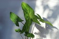 Leaves of Syngonium, on neutral white background with shadows. Popular unpretentious houseplant. Potted liana. Watering, lighting