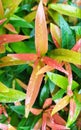 Leaves of Syzygium paniculatum or bunga pucuk merah