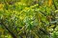Leaves of Tabaiba salvaje (Euphorbia regis-jubae) closeup. Canary Islands