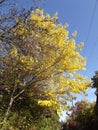 The leaves of the tall mulberry are golden yellow