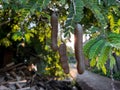 Leaves of a Tamarind tree with some fruits Royalty Free Stock Photo