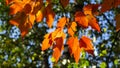 Leaves of Tatar Maple or Acer tataricum in autumn against sunlight with bokeh background, selective focus, shallow DOF