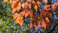 Leaves of Tatar Maple or Acer tataricum in autumn against sunlight with bokeh background, selective focus, shallow DOF Royalty Free Stock Photo