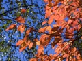 Leaves of Tatar Maple or Acer tataricum in autumn against sunlight with bokeh background, selective focus, shallow DOF Royalty Free Stock Photo