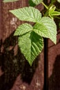 Tayberry leaves Ã¢â¬â closeup in the sun.