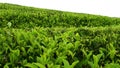The leaves of the tea leaves at alahan panjang green and soothe the vision