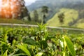 Leaves of a tea tree bush close-up on the background of the plantation Royalty Free Stock Photo