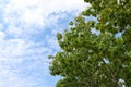 Leaves teak tree on side sky background spacing for copy Text Message