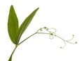 Leaves and tendrils of a sweet pea