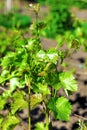 Leaves, tendrils and twigs of grapes