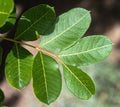 Leaves of the Terebinth Tree Royalty Free Stock Photo