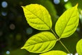 Leaves texture against the sunlight Royalty Free Stock Photo