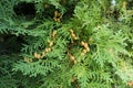 Leaves of Thuja occidentalis with cones