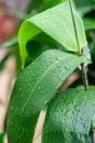 Leaves of tiger grass on rainy day