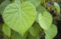 The Leaves Tinospora crispa tree