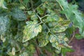 Leaves of tomatoes with yellow and dark spots,damaged by the disease.Kladosporioz.Close up.Selective focus.ÃÂ¡oncept of treatment