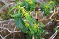 Leaves of the toxic thorn apple (Datura stramonium) Royalty Free Stock Photo