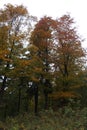 The leaves of the tree in the autumn became multi-colored