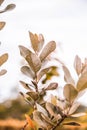 Leaves on a tree branch on a cloudy day in may. Royalty Free Stock Photo