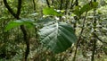 Leaves of a tree branch among the vegetation of the forest. Unedited photograph Royalty Free Stock Photo