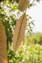 Leaves of a tree are brown, being young leaves they acquire a different tone