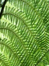 Leaves of a tree fern backlit in Trebah Garden, Cornwall Royalty Free Stock Photo