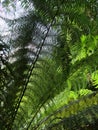 Leaves of a tree fern backlit in Trebah Garden, Cornwall Royalty Free Stock Photo