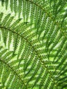 Leaves of a tree fern backlit in Trebah Garden, Cornwall Royalty Free Stock Photo