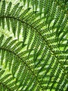 Leaves of a tree fern backlit in Trebah Garden, Cornwall Royalty Free Stock Photo