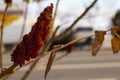 The leaves of a tree