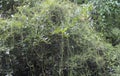 The leaves of the tree and its slender vines have a lush natural environment Royalty Free Stock Photo