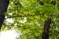 Leaves of a tree kalopanax septemlobus in the bright sun