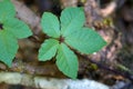 Palmately compound leaf of one kind of vine Royalty Free Stock Photo