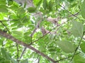 Leaves on a tree are the primary photosynthetic organs of the plant