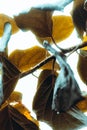 leaves of a tree with raindrops in winter