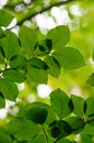 The leaves of a tree Royalty Free Stock Photo