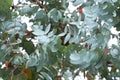 Leaves of tree silver eucalyptus - Eucalyptus cinerea Royalty Free Stock Photo