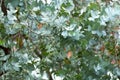Leaves of tree silver eucalyptus - Eucalyptus cinerea Royalty Free Stock Photo