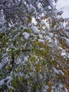 leaves on a tree with snow,snow lies on yellow and green leaves in the garden on the trees