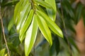 Leaves of the tree species Maasia glauca