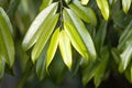 Leaves of the tree species Maasia glauca