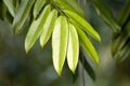 Leaves of the tree species Maasia glauca